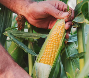 Huercasa y xFarm Technologies colaboran para monitorizar la producción y eficiencia en el cultivo del maíz