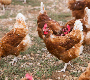 La empresas avícolas acumulan proyectos inversores superiores a los 200 M€