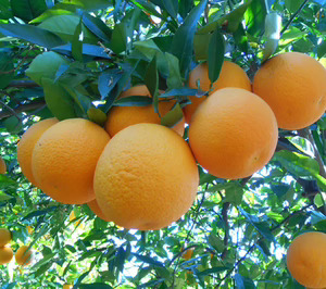 Winning Group compra la especialista en cítricos Madremia