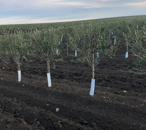 De Prado amplía su nueva almazara sevillana, cuyo volumen canalizará Dcoop