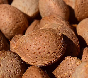 Almendra de Andalucía, crecimiento a dos dígitos en un año productivo para el fruto seco