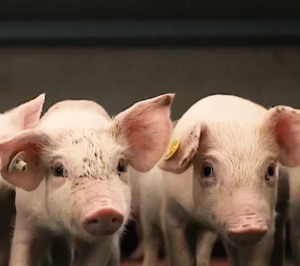 China establece aranceles temporales del 20% al porcino español