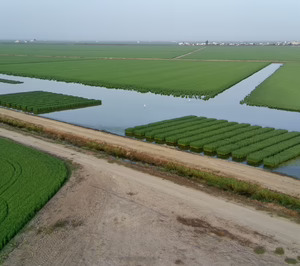 Doñarroz aplica investigación avanzada y drones para obtener nuevos arroces