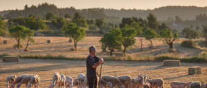 Informe 2025 del sector de Carne de Ovino