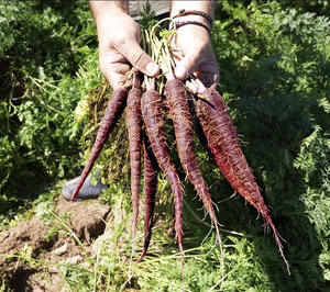 MuñozVal acerca la zanahoria morada y su fuerte poder antioxidante al mercado