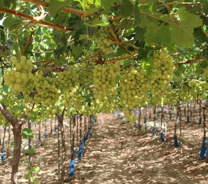 El Ciruelo invierte 24 M en la compra de una finca para el cultivo de nuevas variedades