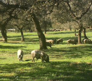 Las DO de Andalucía y Extremadura presentan recursos contra la DO Guijuelo