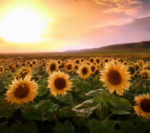 La cosecha de pipas procedentes de Estados Unidos concluyó con un balance muy positivo