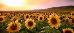 La cosecha de pipas procedentes de Estados Unidos concluyó con un balance muy positivo