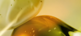 Eurofragance presenta Olivante, su más reciente ingrediente patentado de perfumería