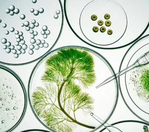 Koji, las enzimas que multiplican el sabor del café y aceleran la maduración de la carne