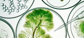 Koji, las enzimas que multiplican el sabor del café y aceleran la maduración de la carne