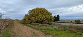 Gos Acceso nace para acelerar la transformación digital y la sostenibilidad del sector agroalimentario