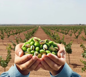 IberoPistacho suma inversiones para acoger un volumen de procesado de pistacho récord