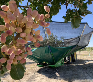 Grupo Pistacyl prevé quintuplicar el volumen de pistacho recogido en la presente campaña