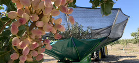 Grupo Pistacyl prevé quintuplicar el volumen de pistacho recogido en la presente campaña