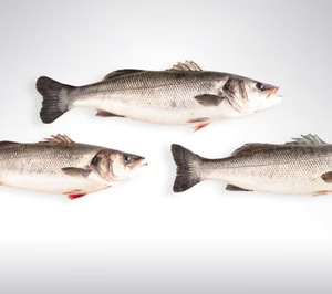 Aquanaria triplicará la producción de lubina atlántica con sus tres nuevas granjas