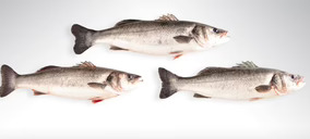 Aquanaria triplicará la producción de lubina atlántica con sus tres nuevas granjas