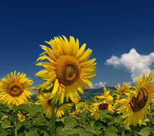 Cargill sitúa su negocio en 1.200 M€ y logra avances en sus tres áreas de negocio