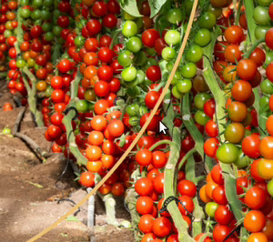 BASF Nunhems construirá un nuevo centro de I+D en El Ejido