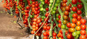 BASF Nunhems construirá un nuevo centro de I+D en El Ejido