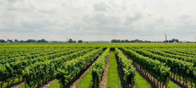 Carbon Farming MED, el programa que transforma el suelo en un aliado climático