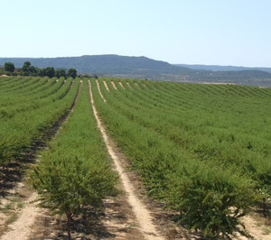 Bolschare pone en valor la almendra ibérica y la acerca al consumidor final