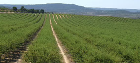 Bolschare pone en valor la almendra ibérica y la acerca al consumidor final