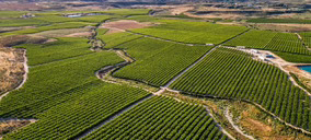 El Ciruelo apuesta por la IA para optimizar el riego y su eficiencia