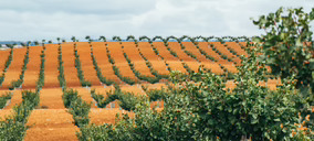 Viridi Horizons activa dos proyectos industriales para elevar la capacidad española de transformación del pistacho