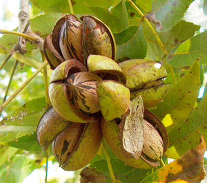 España acelera su entrada en el mercado del pecán con el Valle del Guadalquivir como principal impulsor de su desarrollo