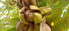 España acelera su entrada en el mercado del pecán con el Valle del Guadalquivir como principal impulsor de su desarrollo