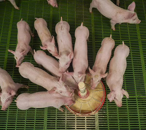 El grupo porcino Sigma Kreas tiene nuevo socio mayoritario