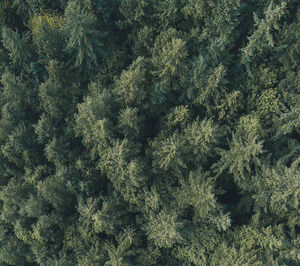 El Reglamento Europeo sobre Deforestación sufrirá nuevos retrasos