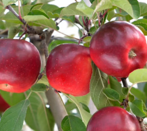 Giropoma Costa Brava aprueba un importante plan de inversión y apuesta por el sabor de ‘Story Inored’