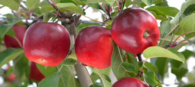 Giropoma Costa Brava aprueba un importante plan de inversión y apuesta por el sabor de ‘Story Inored’