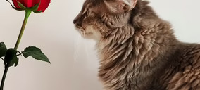 Pet Care, un mercado que continúa cediendo espacio a nuevos operadores