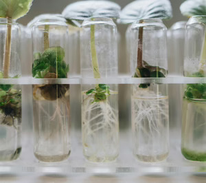 Nuevo avance para la aprobación de las NGT en la UE