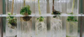 Nuevo avance para la aprobación de las NGT en la UE