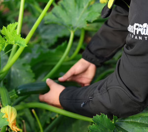 Anecoop incorpora a Eurofruits Levante como socio y fortalece su oferta hortícola