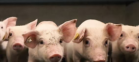 China reduce los aranceles finales al porcino europeo