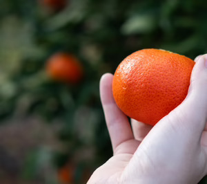 AM Fresh presenta sus nuevas variedades de mandarinas Havva y Sigal