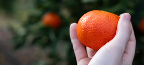 AM Fresh presenta sus nuevas variedades de mandarinas Havva y Sigal