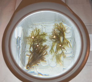 El proyecto ‘Ruguplas’ permite transformar algas invasoras en bioplásticos