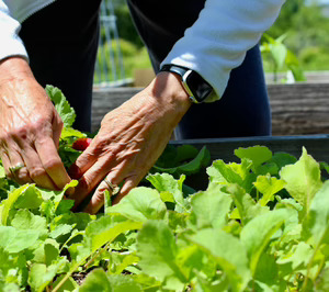 Relevo generacional en el sector hortofrutícola: ¿dificultad u oportunidad?