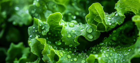 Uraphex acelera su impacto en la producción de vegetales y prevé duplicar facturación