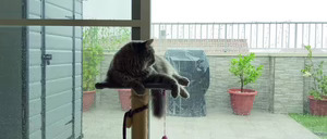 Informe 2026 sobre Pet Care en España