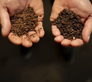 Bioflytech aplicará computación cuántica e IA en la cría industrial de larvas de mosca soldado