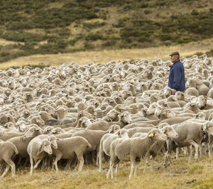 El sector de ovino y caprino busca en la migración soluciones a algunos de sus problemas