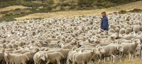 El sector de ovino y caprino busca en la migración soluciones a algunos de sus problemas